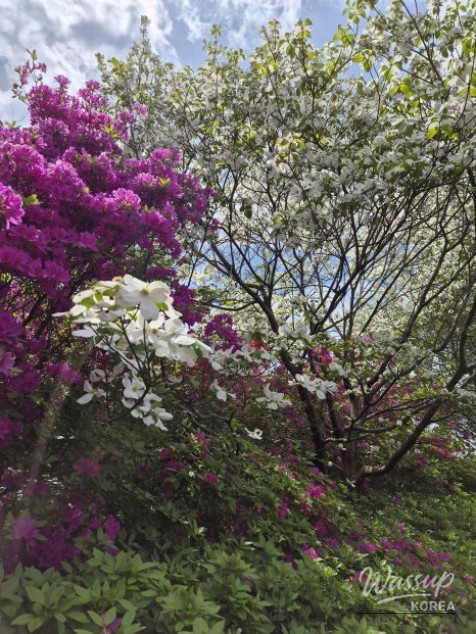 A Weekend Escape to Wanju: A Green Healing Walk_14