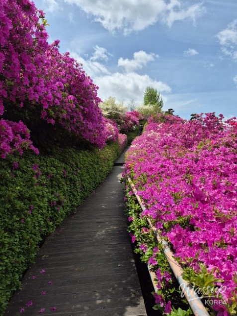A Weekend Escape to Wanju: A Green Healing Walk_10
