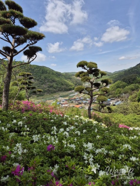 A Weekend Escape to Wanju: A Green Healing Walk_15