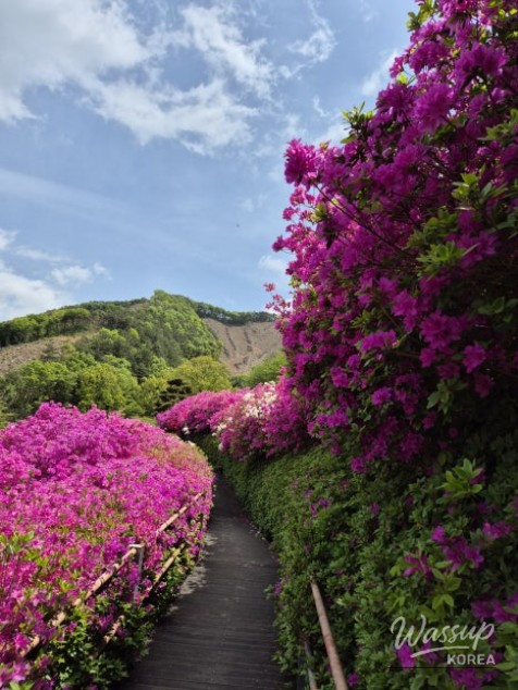 A Weekend Escape to Wanju: A Green Healing Walk_12