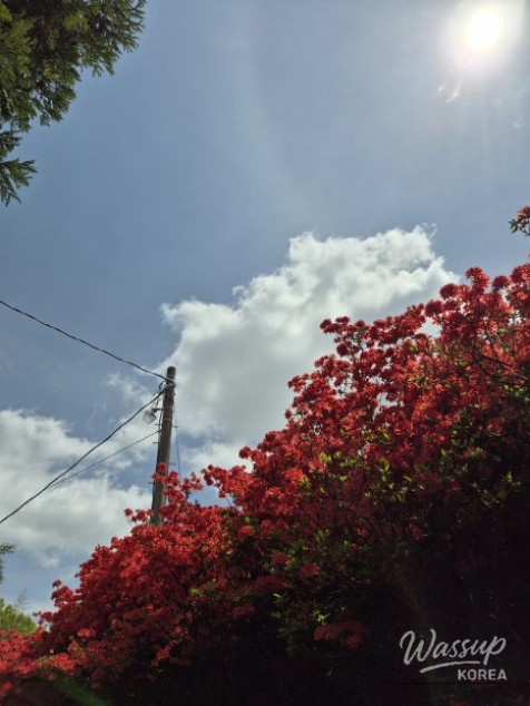 A Weekend Escape to Wanju: A Green Healing Walk_04
