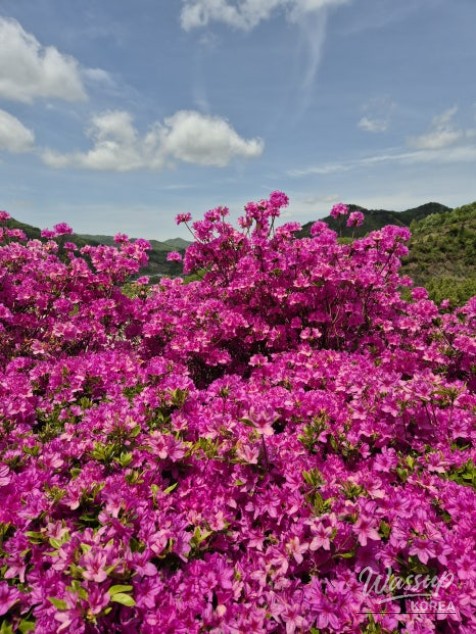 A Weekend Escape to Wanju: A Green Healing Walk_11