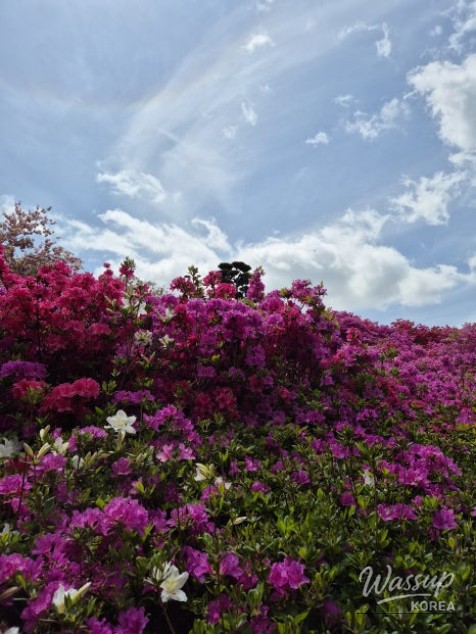 A Weekend Escape to Wanju: A Green Healing Walk_08