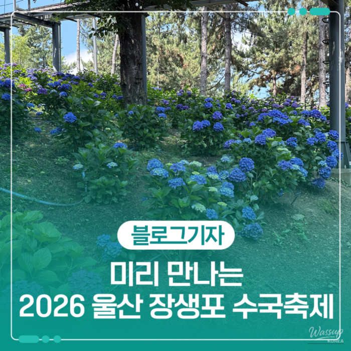 Explore the Ulsan Jangsaengpo Hydrangea Festival1955