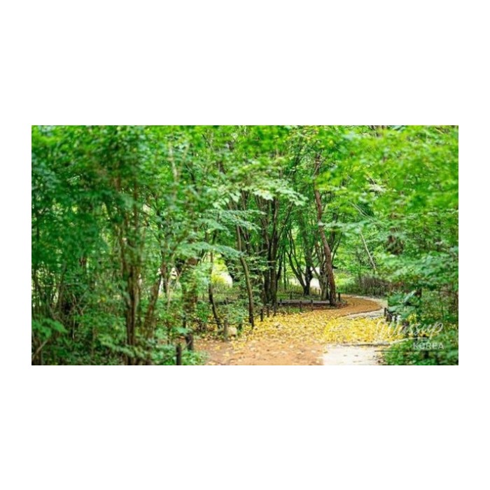 Discovering the Healing Path of Sogrisan Sejo Trail4109