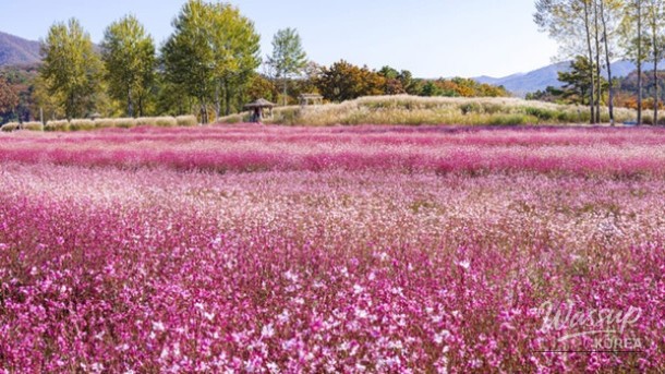 Exploring the Beauty of Goseokjeong in Cheorwon_05