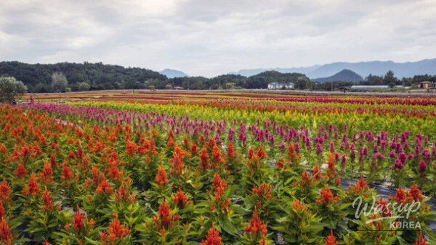 Exploring the Beauty of Goseokjeong in Cheorwon_02