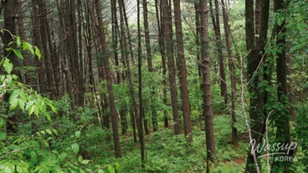 Discovering the Hidden Wellness Retreat of Sang-an-ri Larch Forest_01