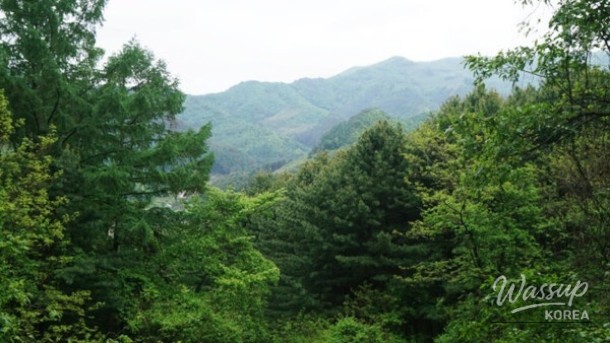Discovering the Hidden Wellness Retreat of Sang-an-ri Larch Forest_02