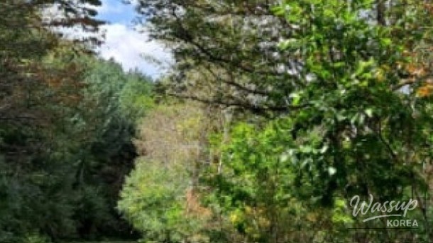 Discovering the Hidden Wellness Retreat of Sang-an-ri Larch Forest_03