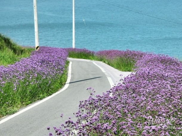 Welcome to the Purple Island: The Beautiful Willow Flower Festival_03
