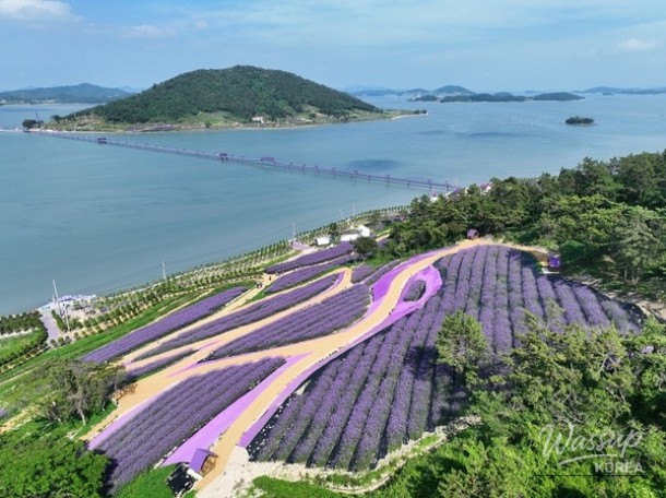 Welcome to the Purple Island: The Beautiful Willow Flower Festival_02