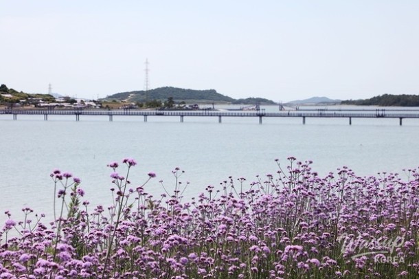 Welcome to the Purple Island: The Beautiful Willow Flower Festival_04