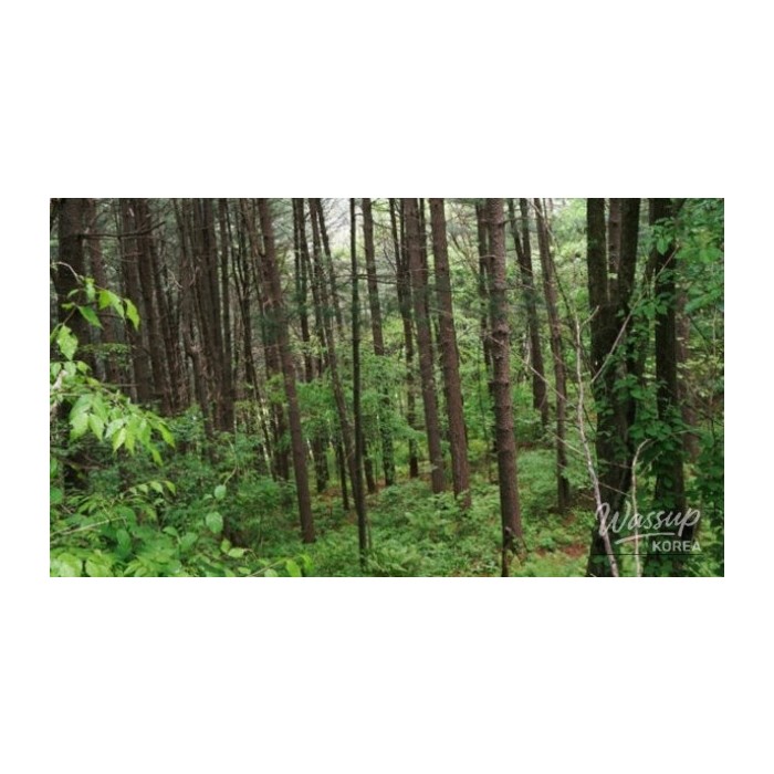 Discovering the Hidden Wellness Retreat of Sang-an-ri Larch Forest4136