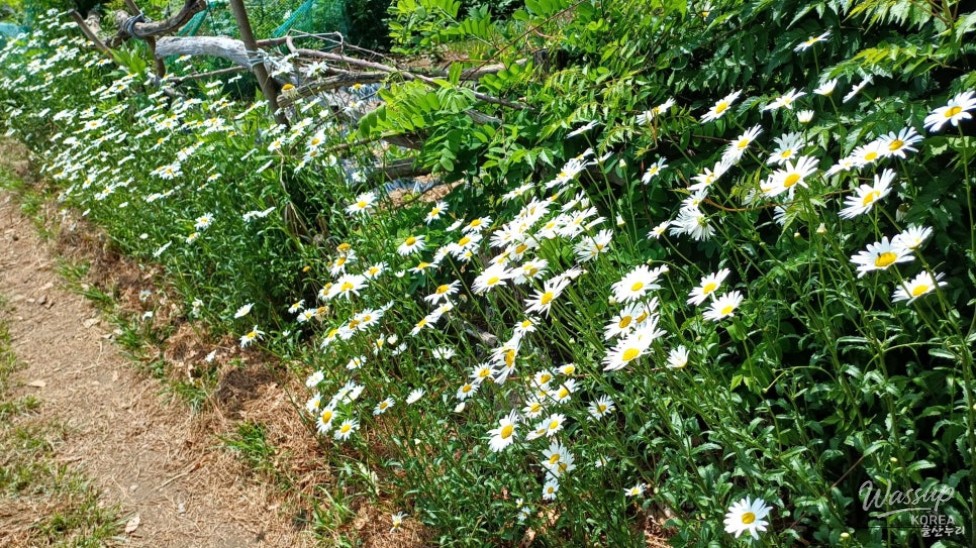 Exploring the Historic Baekyangsa Temple on Buddha's Birthday_04