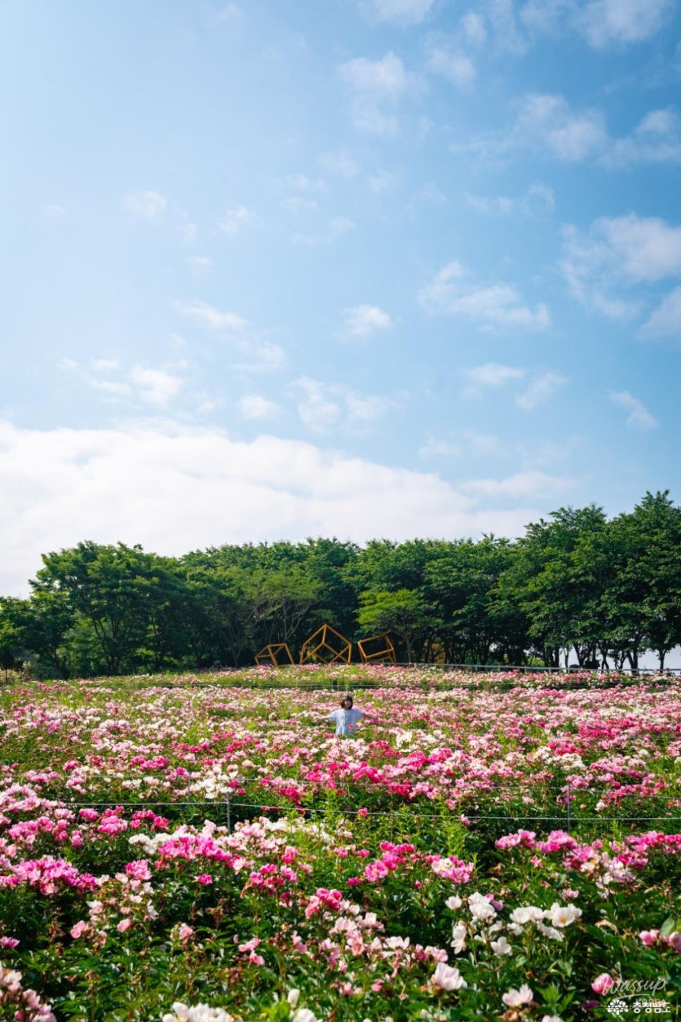 Discover the Stunning Beauty of Yesan Agro Land's Cornflower Fields_07