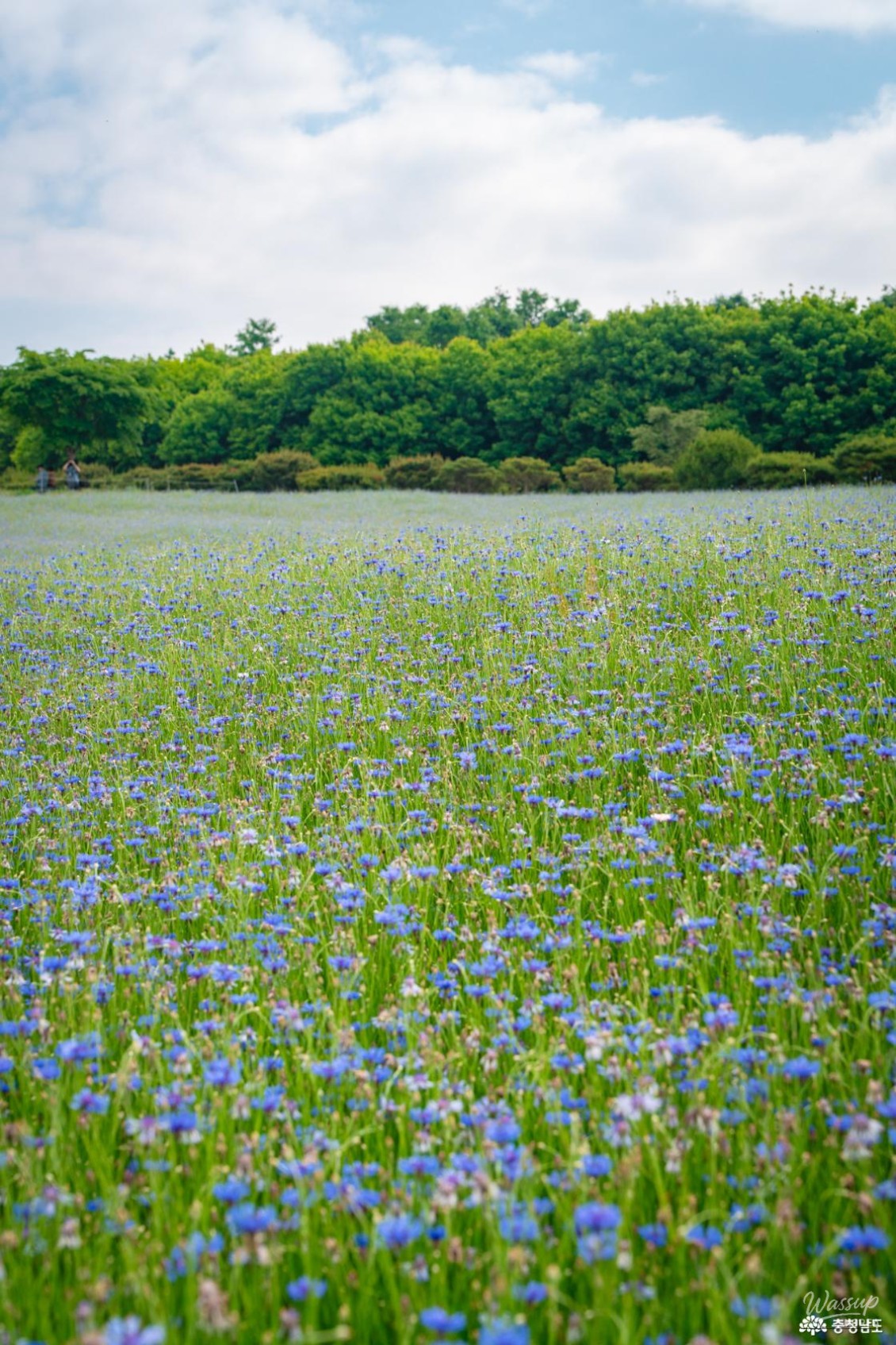 Discover the Stunning Beauty of Yesan Agro Land's Cornflower Fields_06