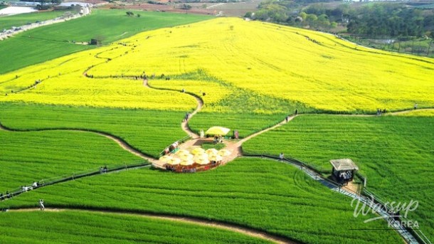 Explore the Hidden Gems of Jeollado This Early Summer_04