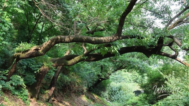 Discovering Baeksasil Valley: A Hidden Gem in the Heart of Seoul_05