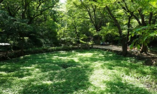 Discovering the Serenity of Unhyeongung Palace_07