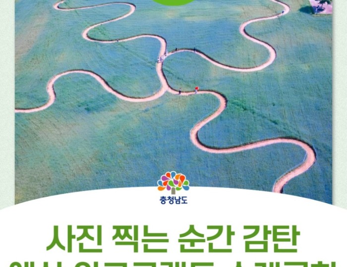 Discover the Stunning Beauty of Yesan Agro Land's Cornflower Fields float