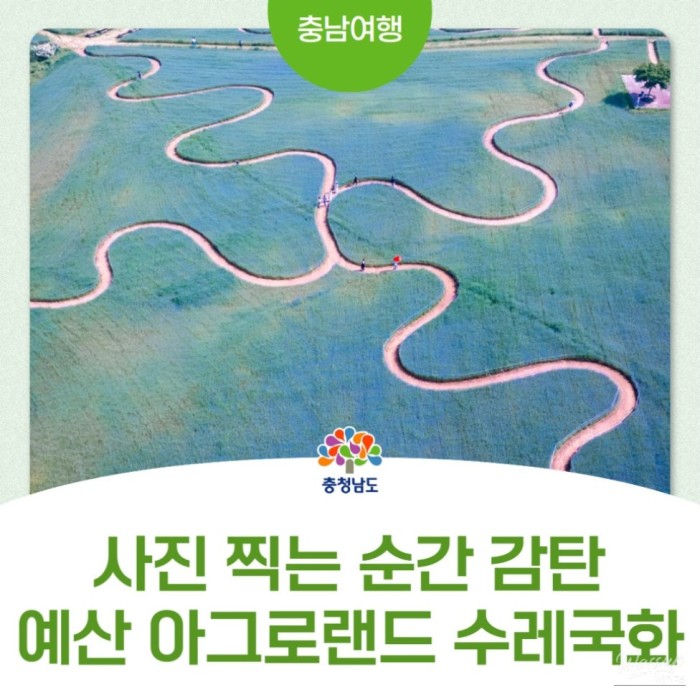 Discover the Stunning Beauty of Yesan Agro Land's Cornflower Fields4154