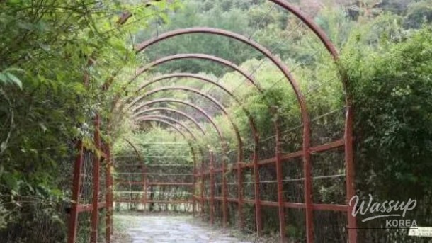 Discovering the Serene Beauty of Sutasa and Gongjak Mountain Ecological Forest_03