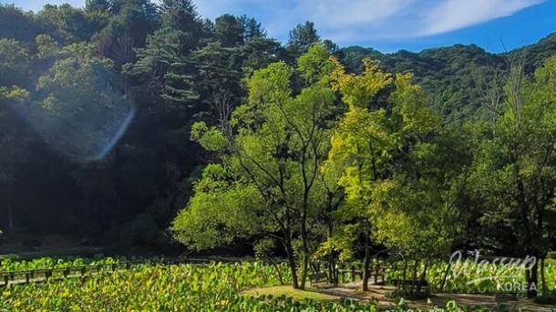 Discovering the Serene Beauty of Sutasa and Gongjak Mountain Ecological Forest_05