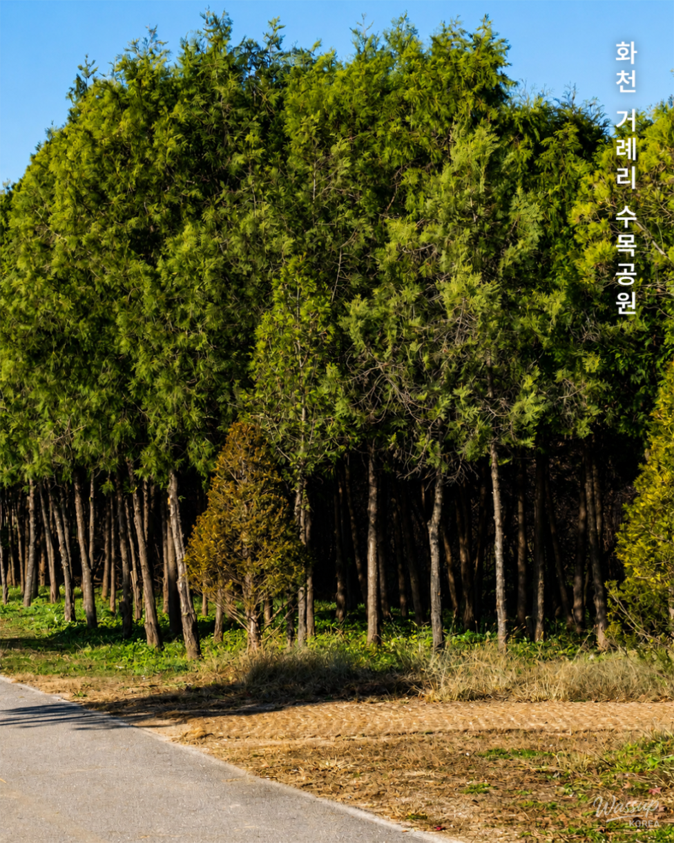Discovering the Beauty of Hwacheon Gorye-ri Arboretum_02