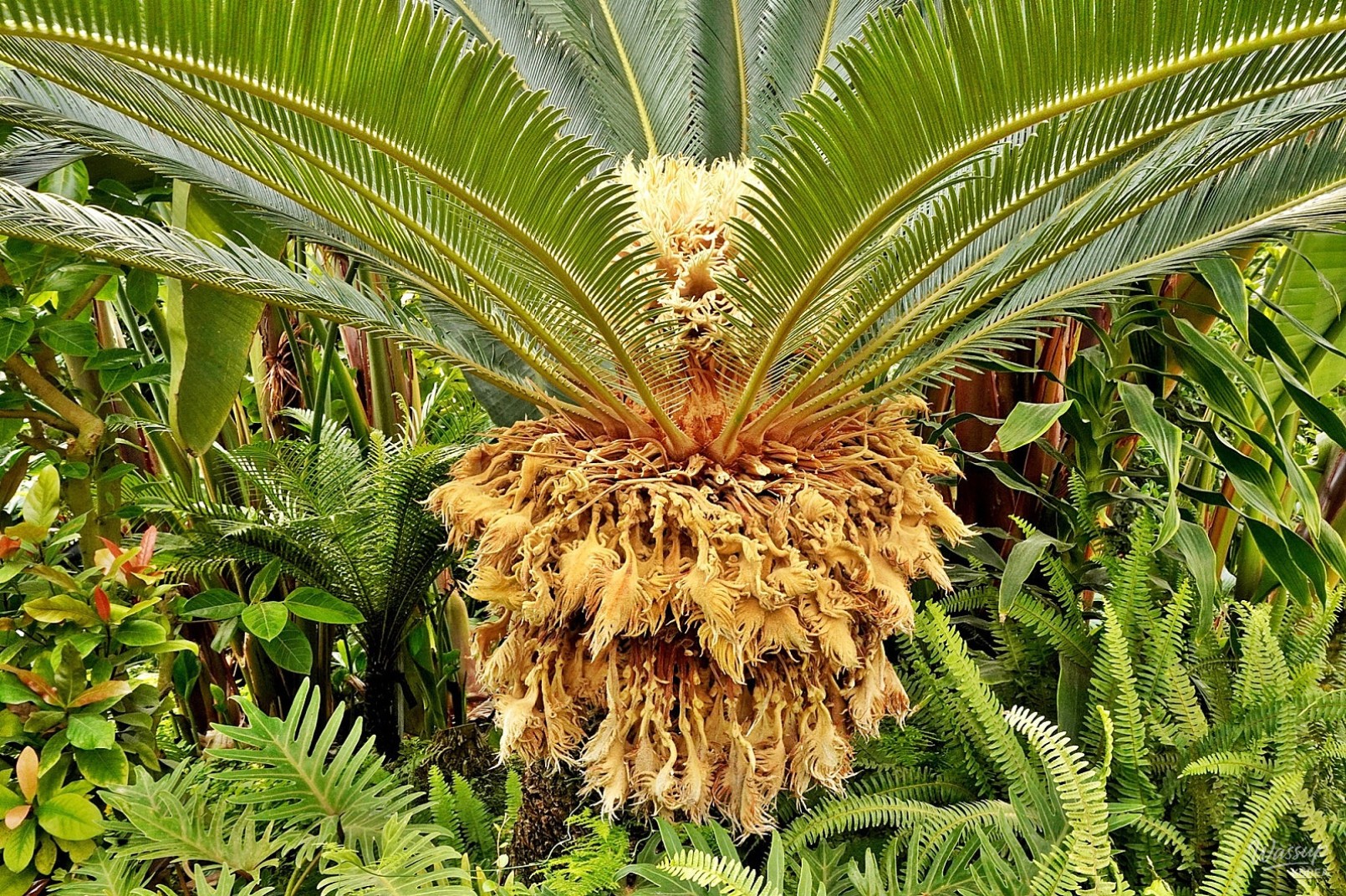 The Rare Cycad Flower Blooms in Dangjin_01