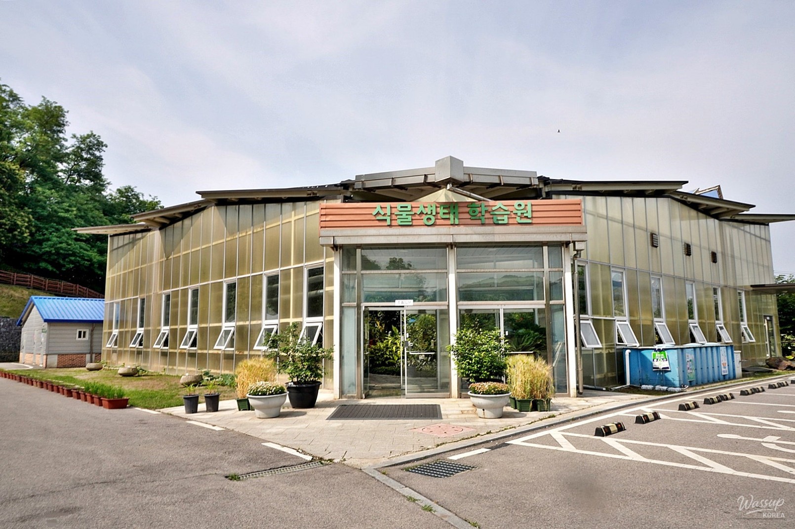 The Rare Cycad Flower Blooms in Dangjin_02