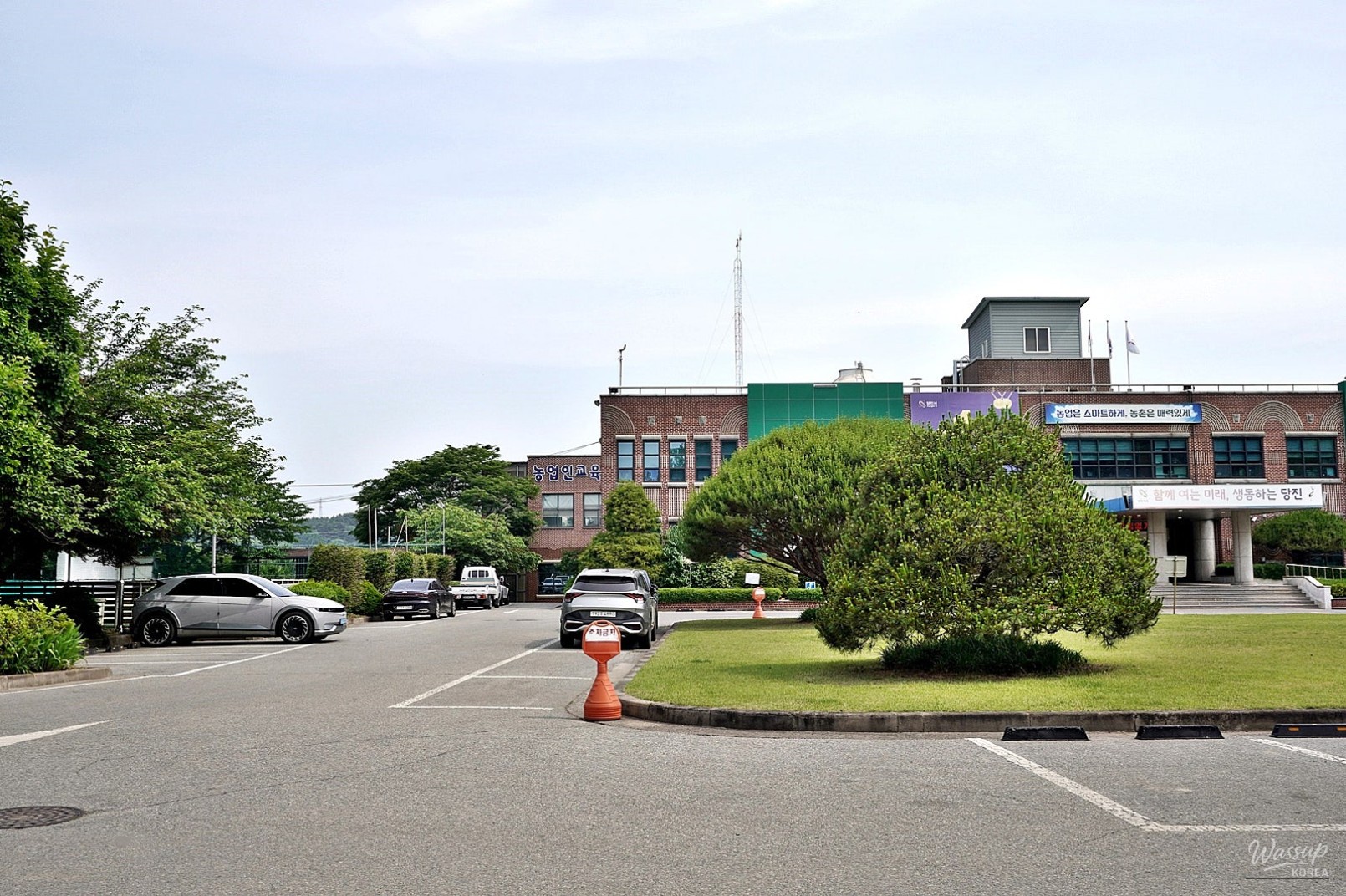 The Rare Cycad Flower Blooms in Dangjin_03