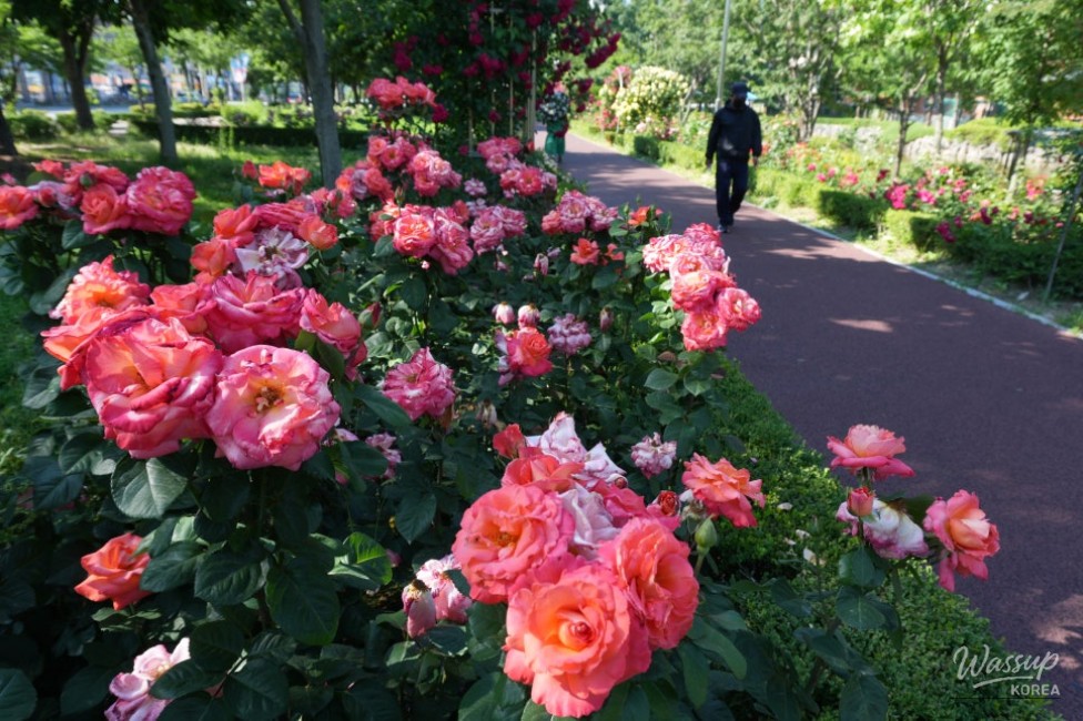 Free Admission to the Beautiful Iksan Rose Garden_03