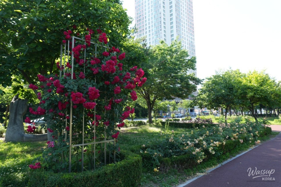 Free Admission to the Beautiful Iksan Rose Garden_02