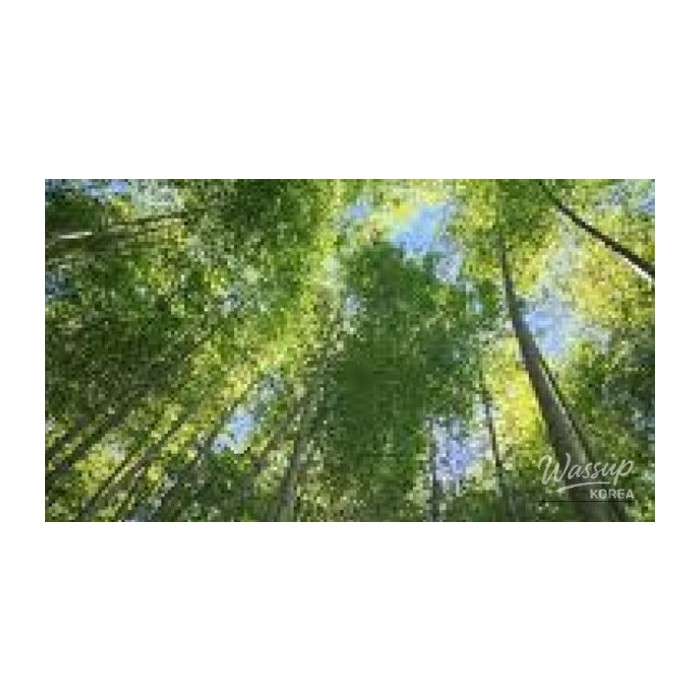 Discovering the Hidden Bamboo Forest of Busan4175
