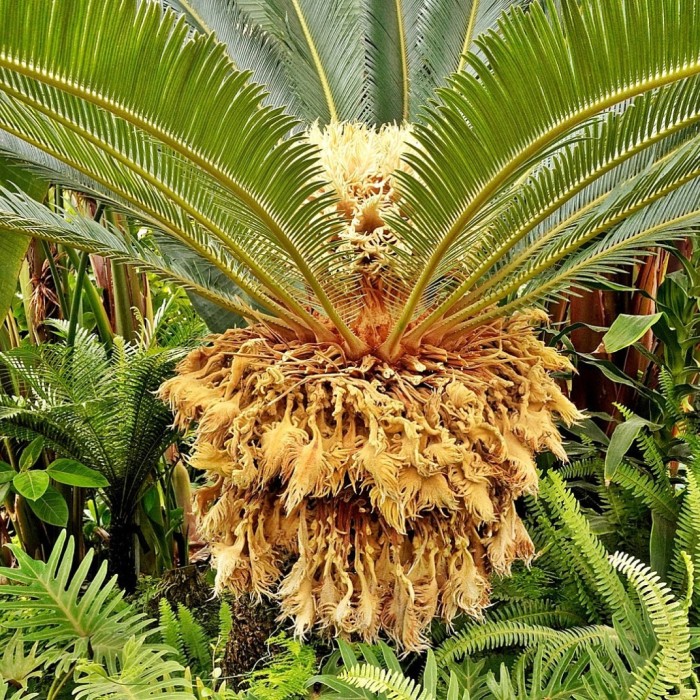 The Rare Cycad Flower Blooms in Dangjin4177