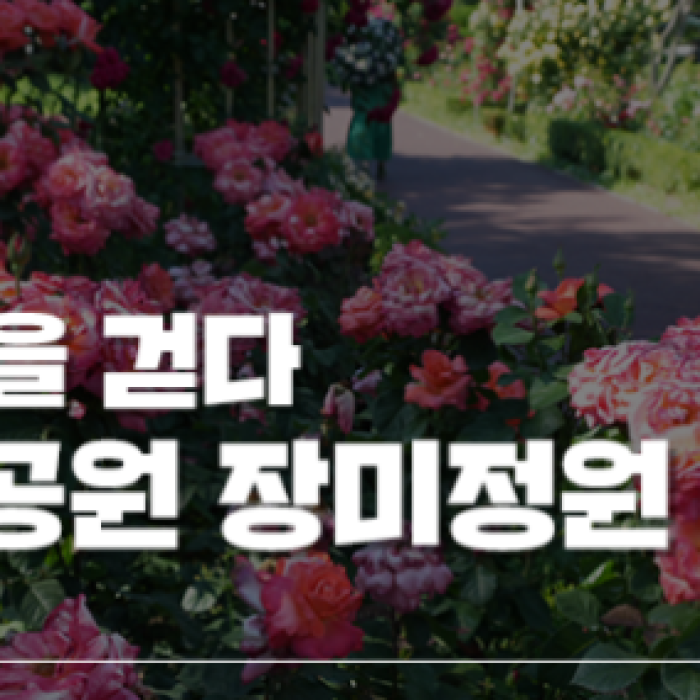 Free Admission to the Beautiful Iksan Rose Garden1983