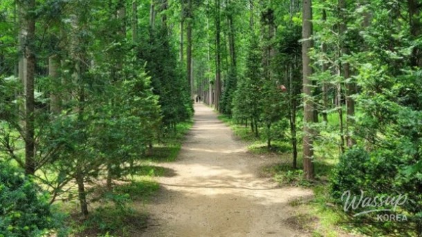 Exploring the Boryeongri Metasequoia Path: A Hidden Gem in Yeongdeok_03