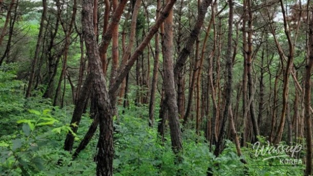 Exploring the Boryeongri Metasequoia Path: A Hidden Gem in Yeongdeok_02