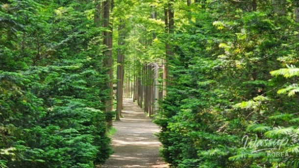 Exploring the Boryeongri Metasequoia Path: A Hidden Gem in Yeongdeok_05