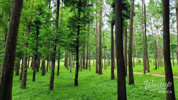Exploring the Boryeongri Metasequoia Path: A Hidden Gem in Yeongdeok_01