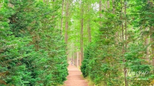 Exploring the Boryeongri Metasequoia Path: A Hidden Gem in Yeongdeok_04