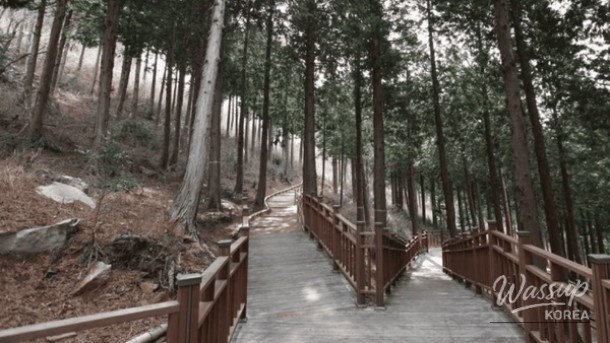 Discover the Serenity of Bonghwangsan Natural Recreation Forest_02