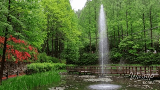 Discovering the Serene Beauty of Daejeon's Metasequoia Forest_03