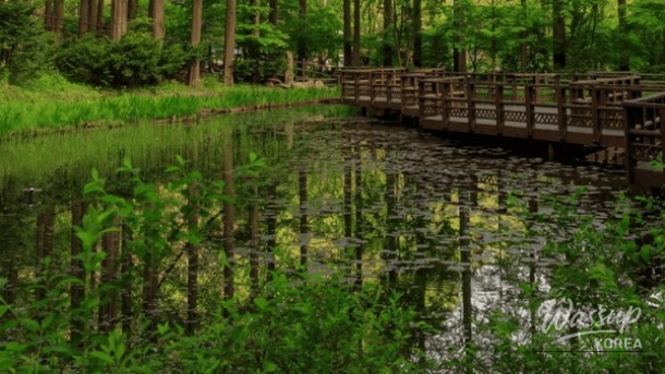 Discovering the Serene Beauty of Daejeon's Metasequoia Forest_01