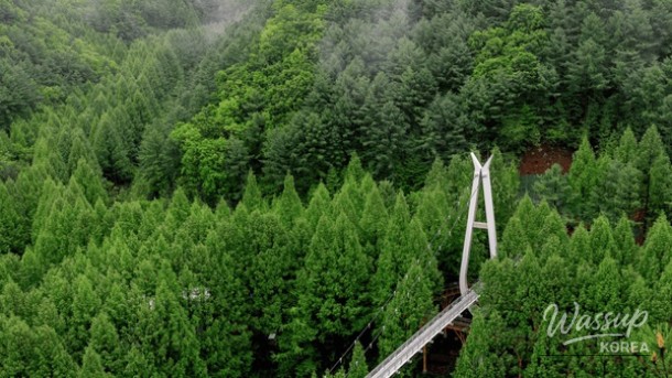 Discovering the Serene Beauty of Daejeon's Metasequoia Forest_04
