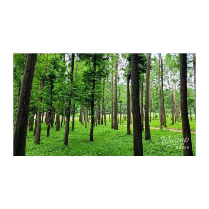 Exploring the Boryeongri Metasequoia Path: A Hidden Gem in Yeongdeok4191