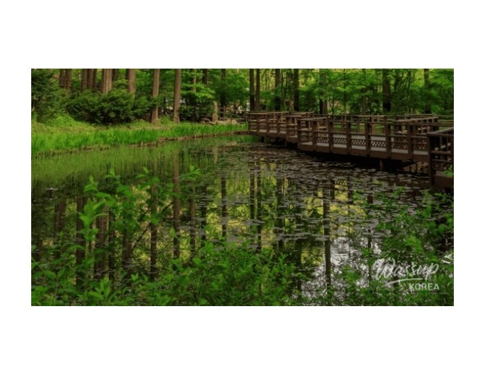 Discovering the Serene Beauty of Daejeon's Metasequoia Forest float