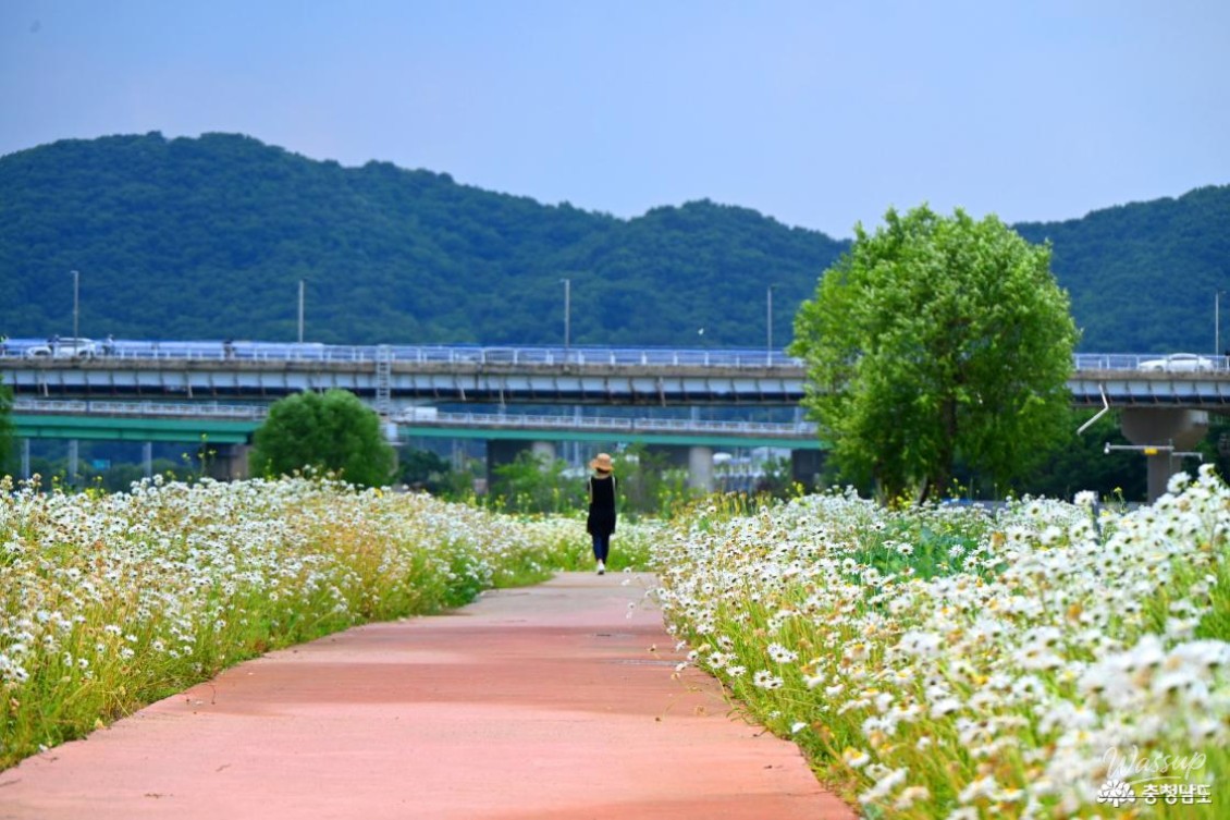 Summer at Gongju Mir Island_09