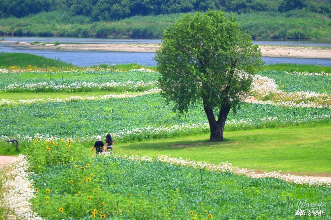 Summer at Gongju Mir Island_18
